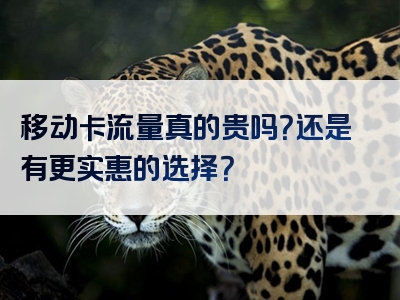 移动卡流量真的贵吗？还是有更实惠的选择？