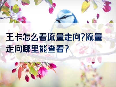 王卡怎么看流量走向？流量走向哪里能查看？